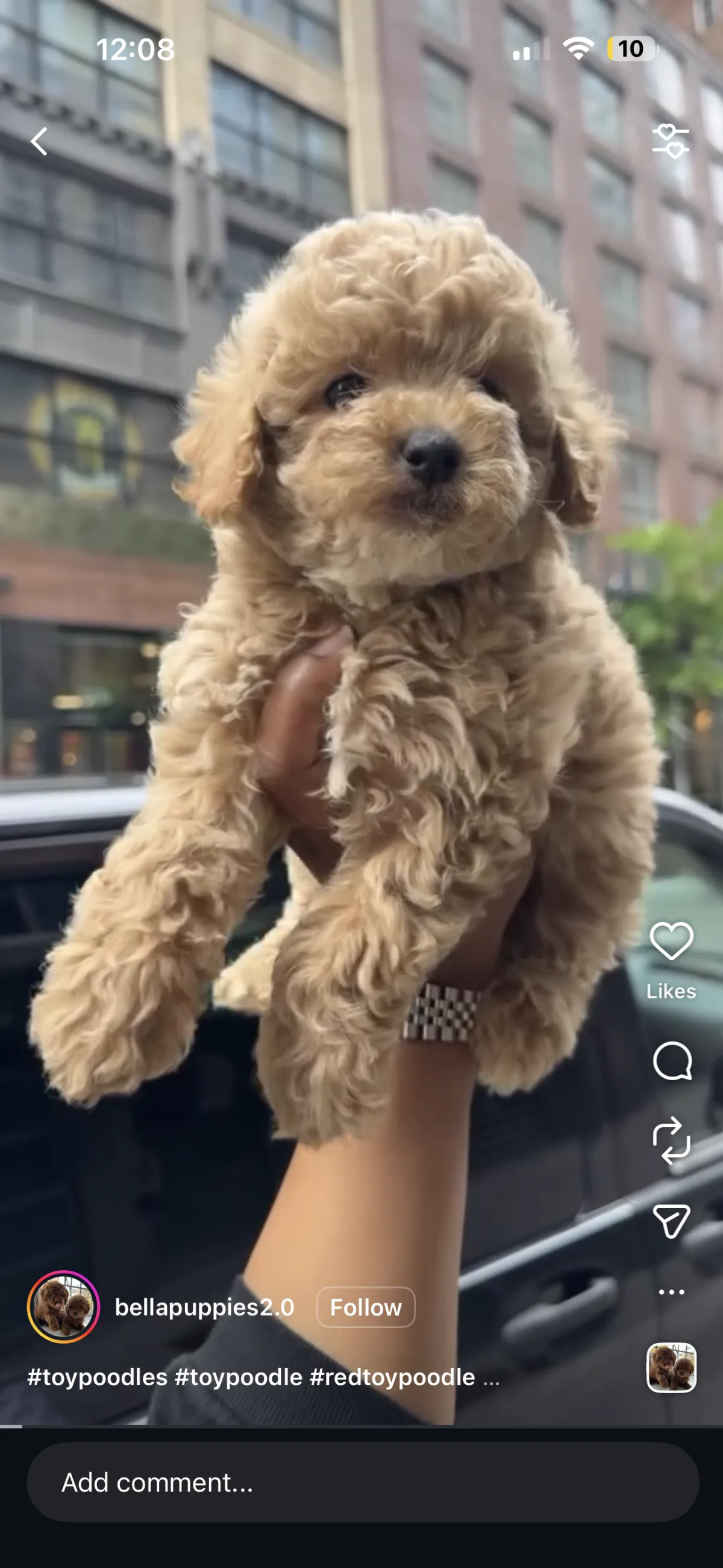 Puppy Events & Parties