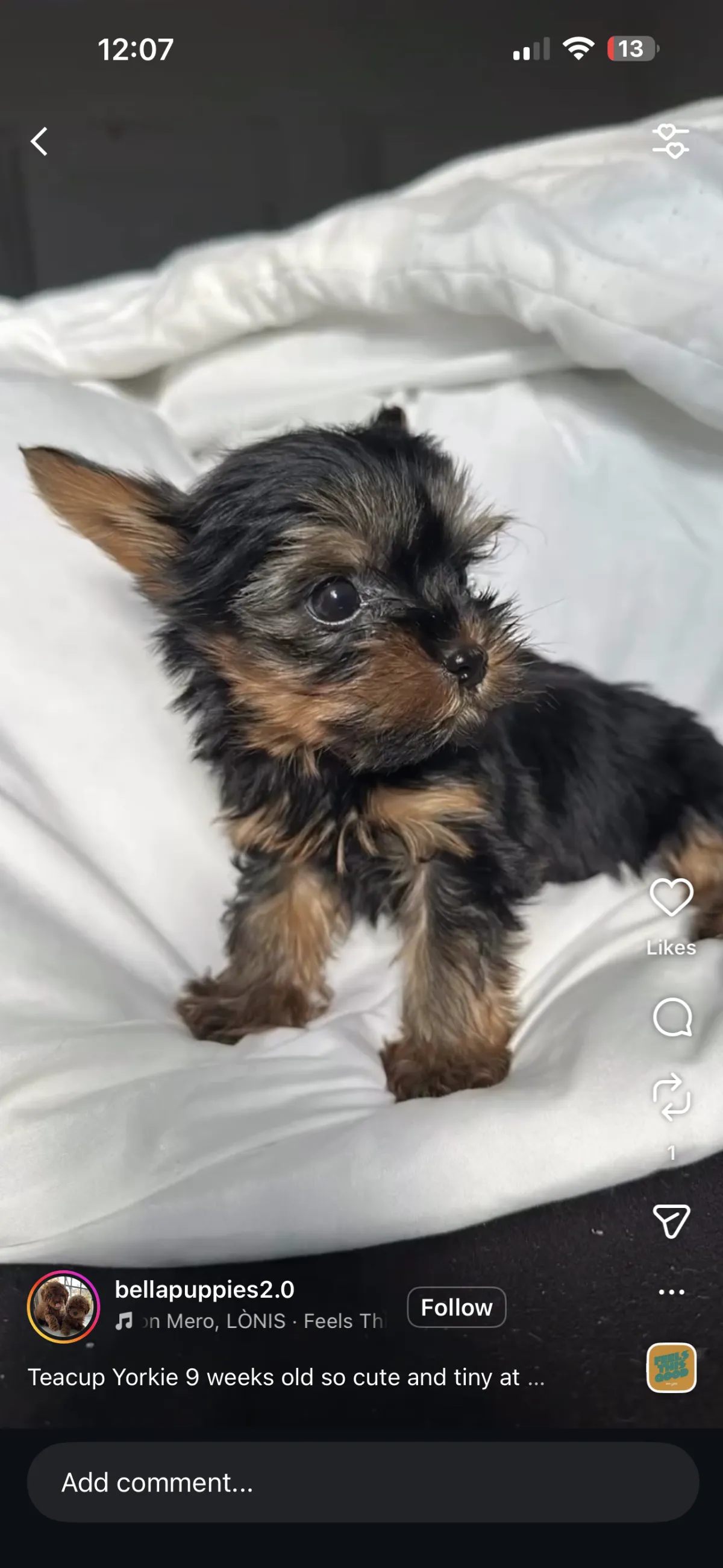 Washington heights, NY Puppy Yoga