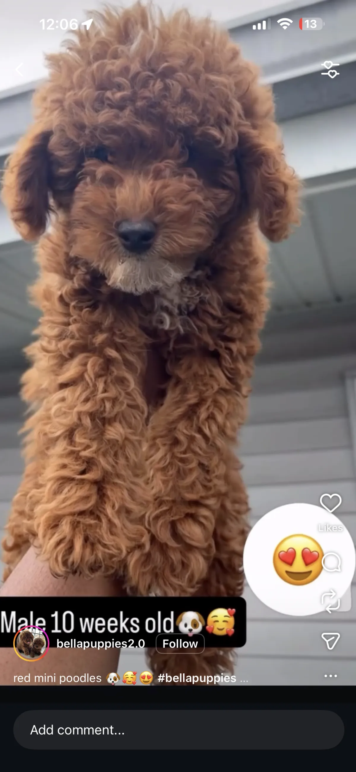 Long Island City, NY Puppies For Sale