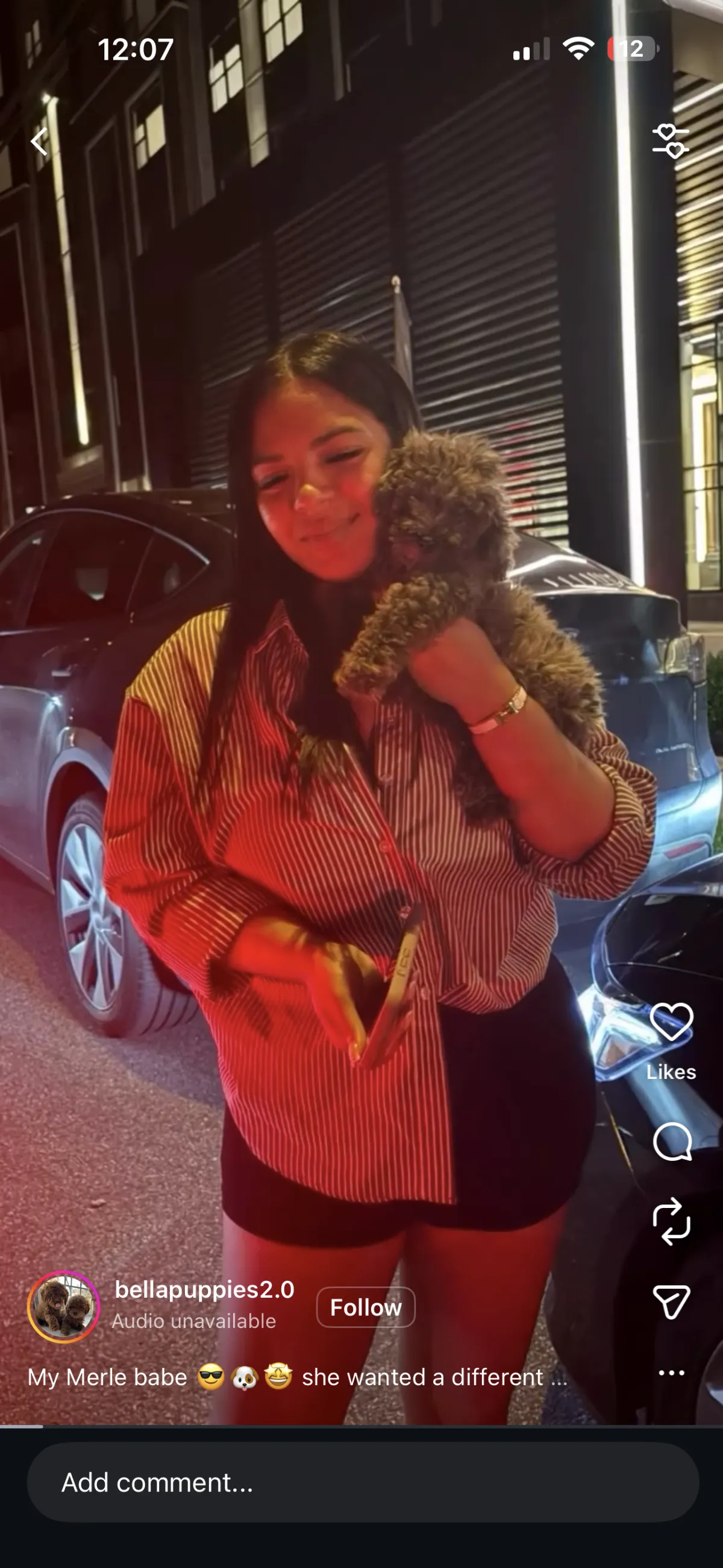  Puppy Events & Parties