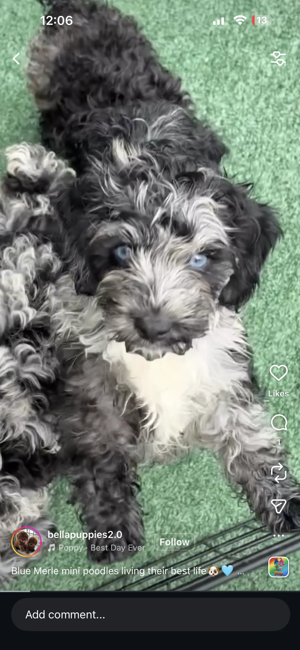 Fort Lee, NJ Puppies For Sale