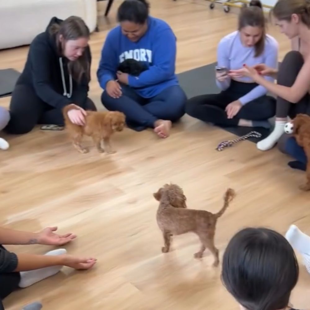 Puppy Yoga in Bergen county, NJ