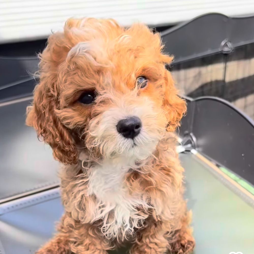 Puppies For Sale in Bergen county, NJ