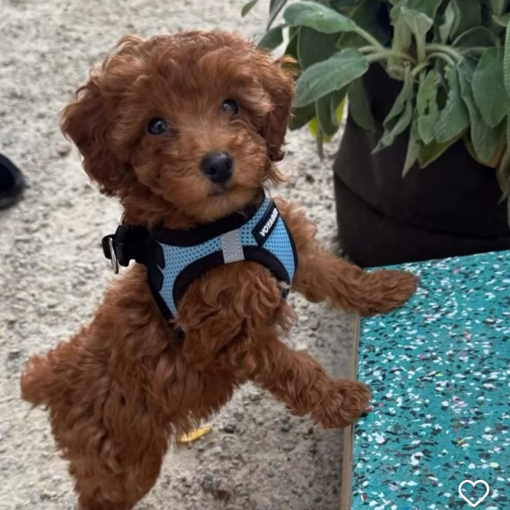 Puppy Therapy in Bergen county, NJ