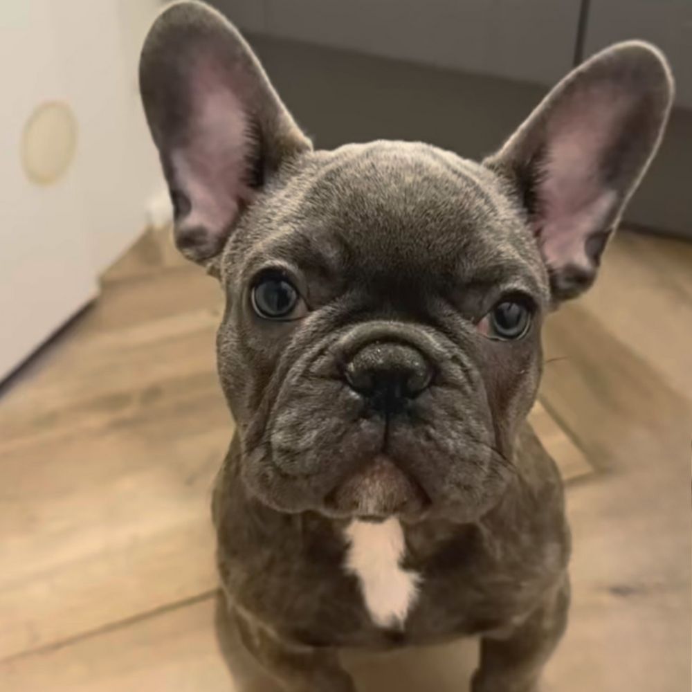 Fort Lee, NJ Puppy Events & Parties