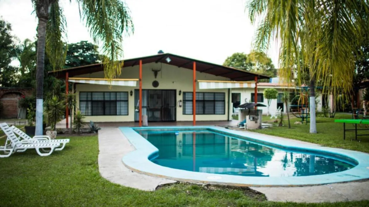 a group of tall grass blowing in the wind