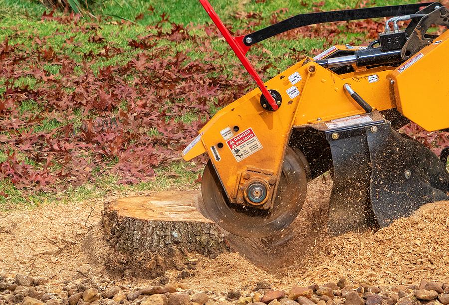Stump grinding machine removing tree stump by Mundo Landscaping in Tucson, AZ — safe and professional stump removal service.”