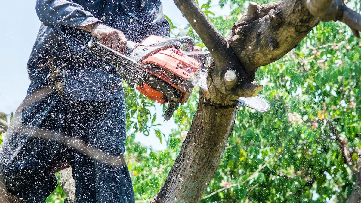 Baton Rouge Tree Removal