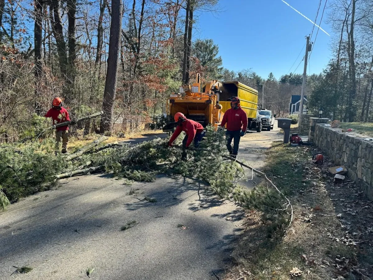 Tree Removal Norfolk County