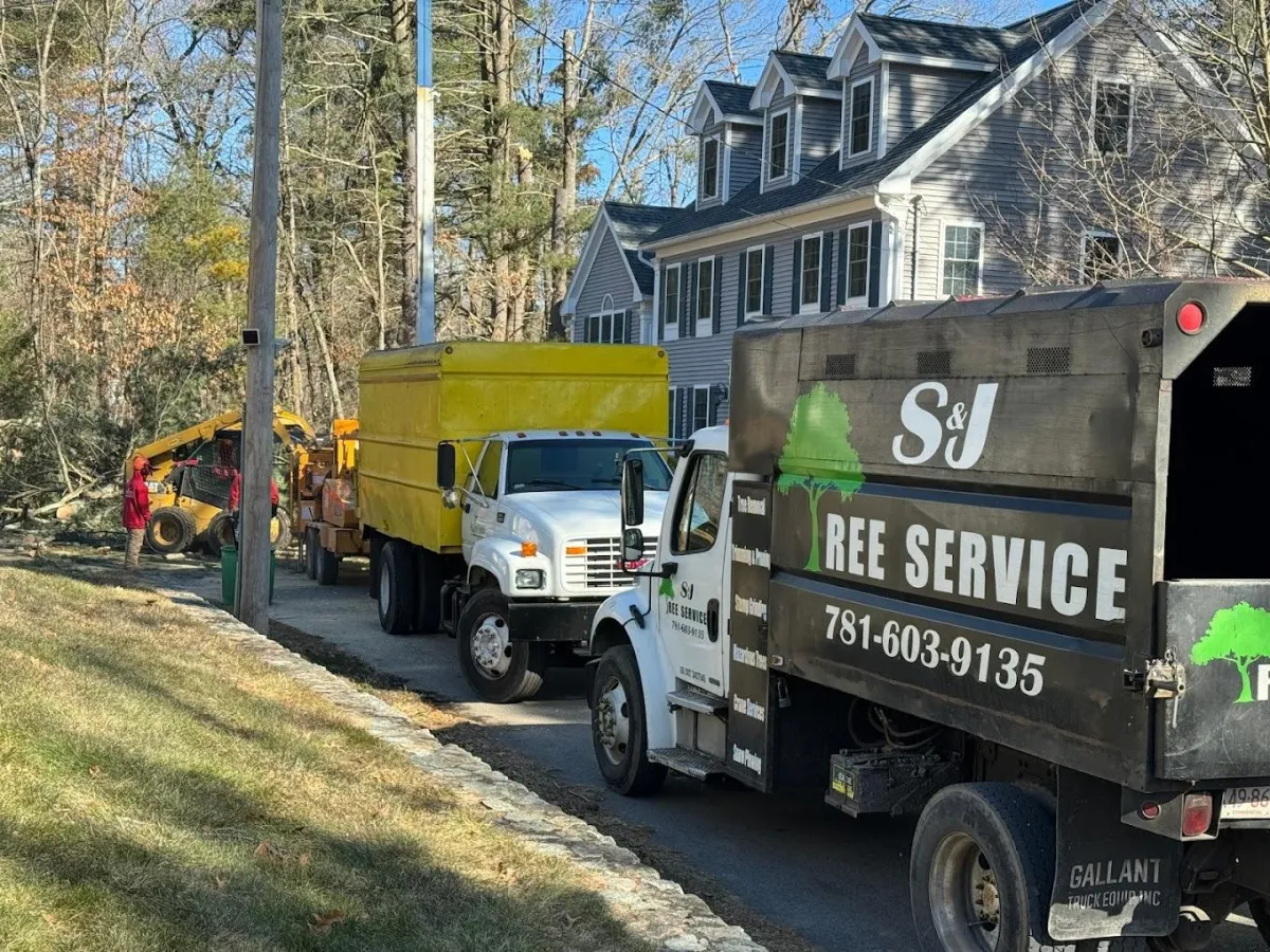 Baton Rouge Tree Removal