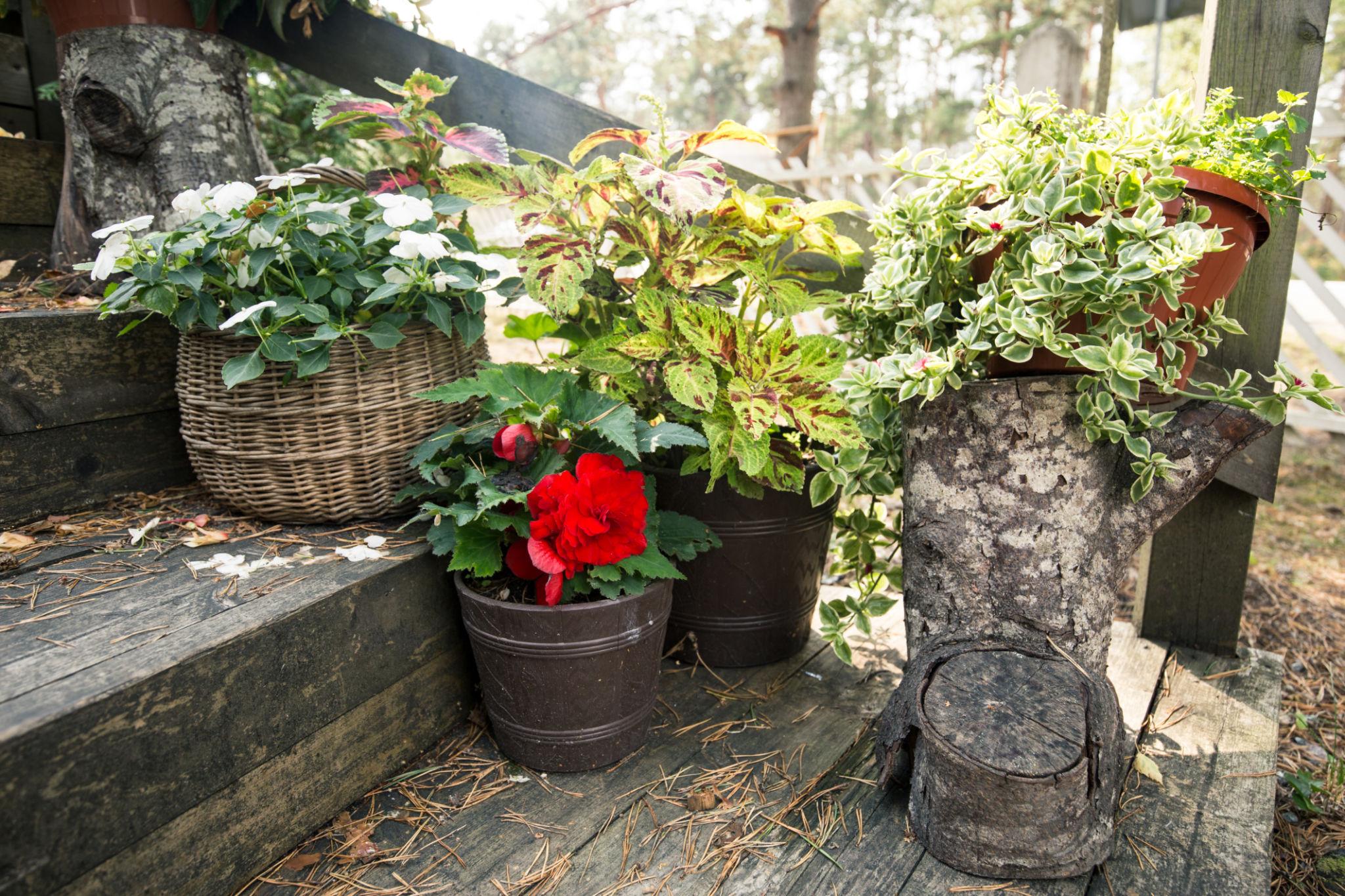 Landscape ideas for yard