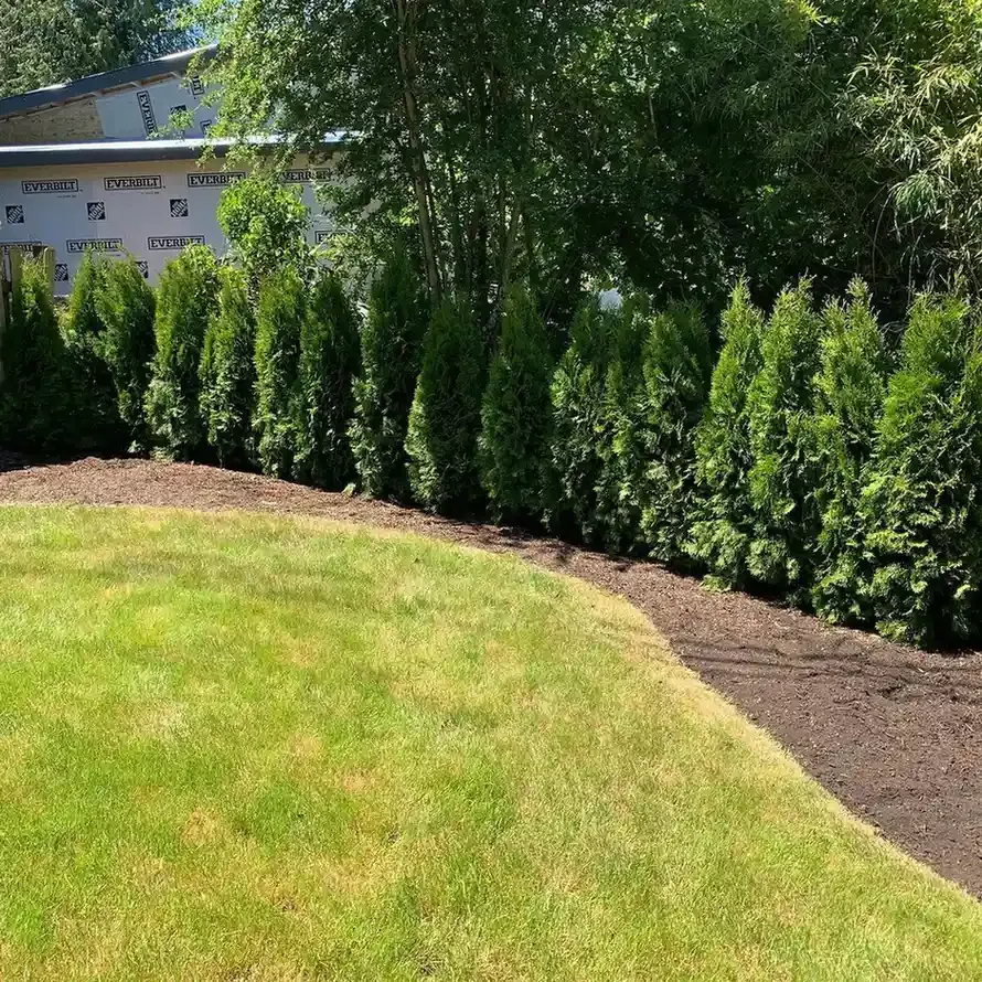 Row of arborvitae planted along curved mulch bed border with manicured lawn by HD Landscape in Beaverton