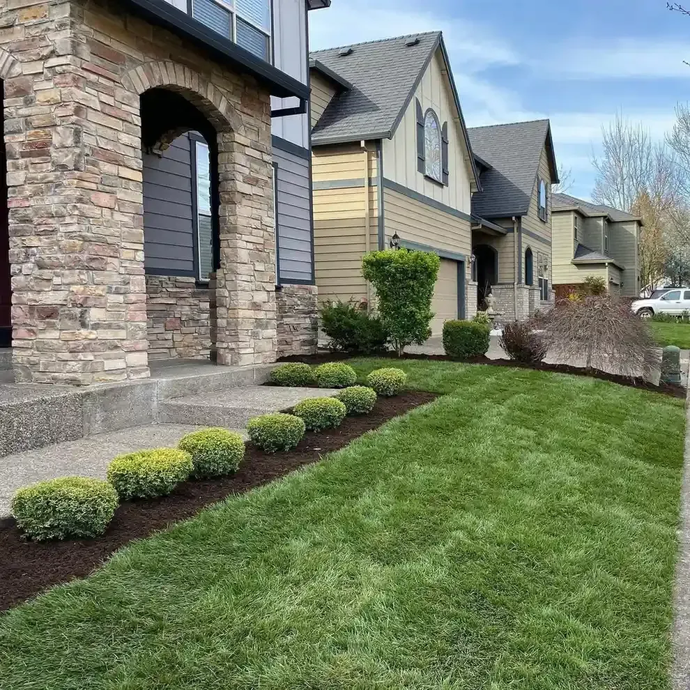 Front yard landscape with globe boxwood border, fresh mulch bed, manicured lawn, and Japanese maple by HD Landscape in Sherwood