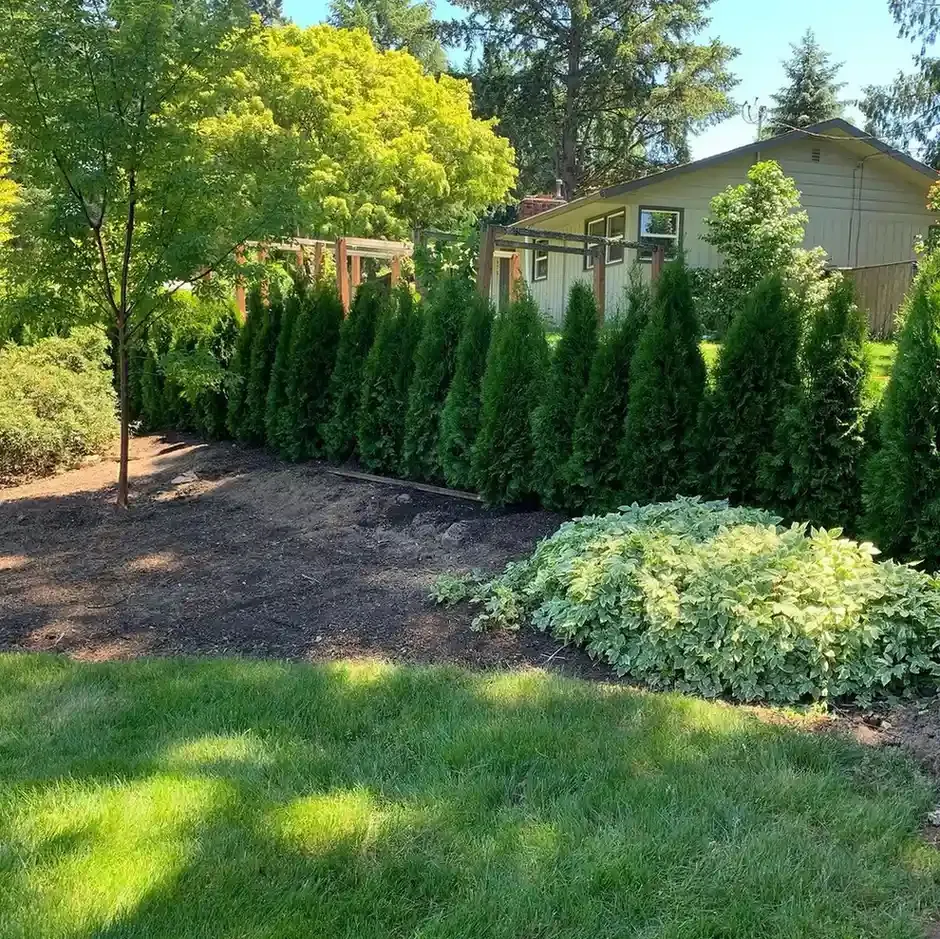 Arborvitae privacy screen with ground cover plantings and fresh mulch bed in residential backyard by HD Landscape in Newberg
