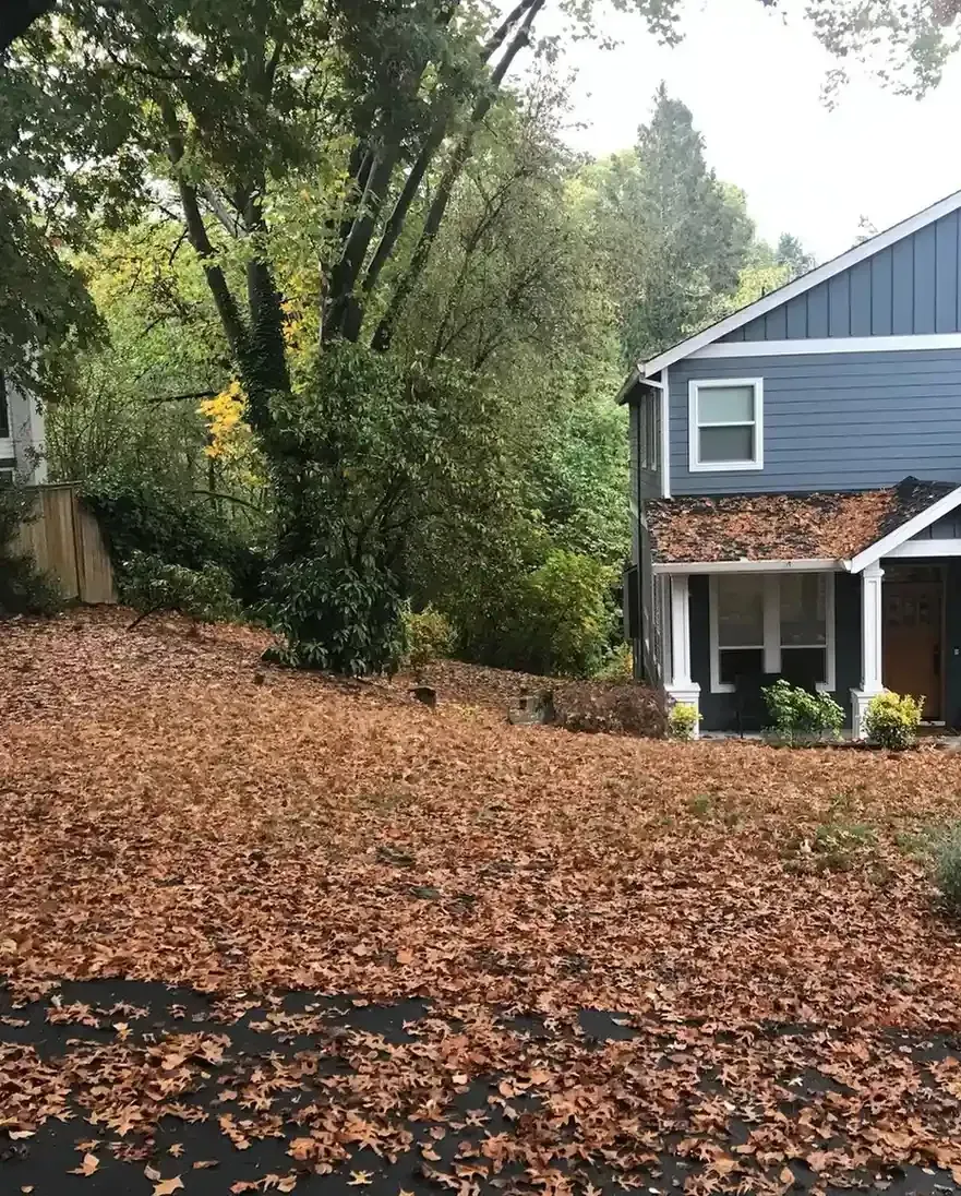 Heavy fall leaf coverage blanketing a front lawn and roof before HD Landscape leaf removal in Portland