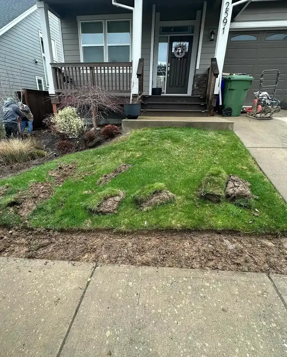 HD Landscape crew removing old sod from a front yard during a lawn renovation in Beaverton