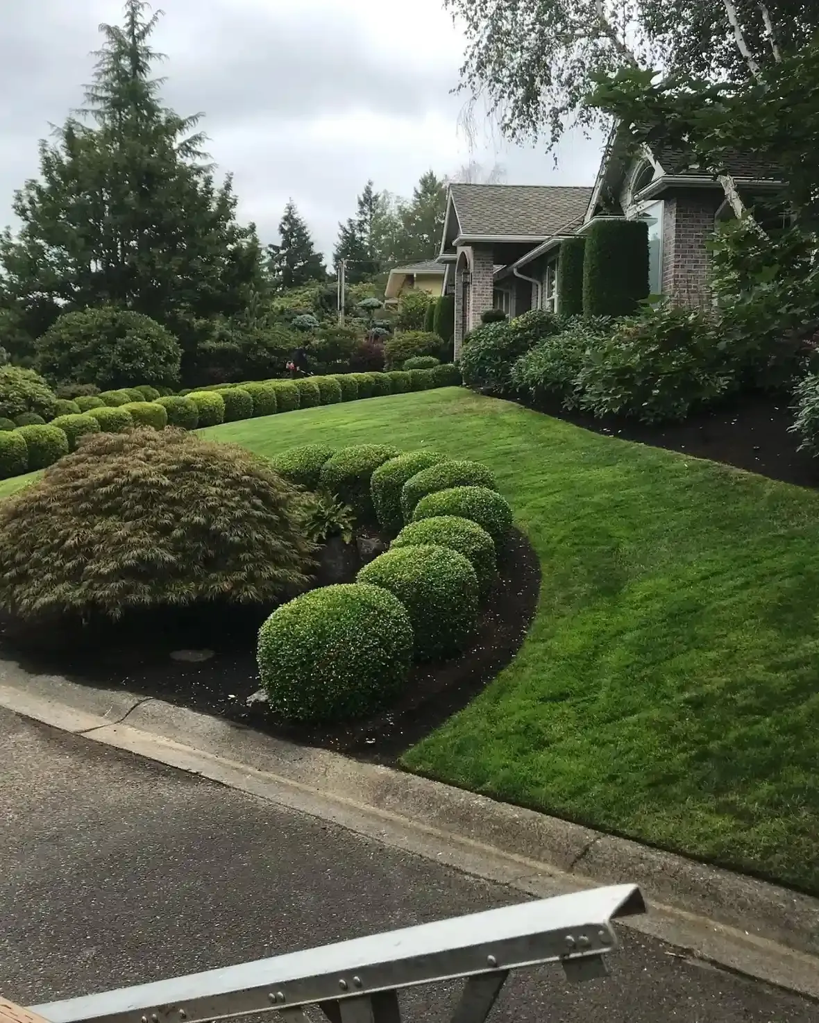 Manicured globe boxwood shrubs, clipped hedge row, and striped lawn maintained by HD Landscape in West Linn