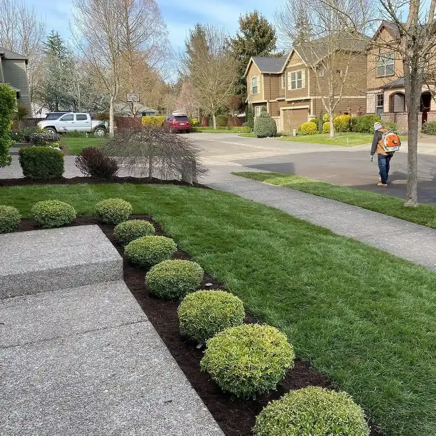 HD Landscape crew finishing a driveway-side boxwood border and mulch bed cleanup in a Sherwood neighborhood