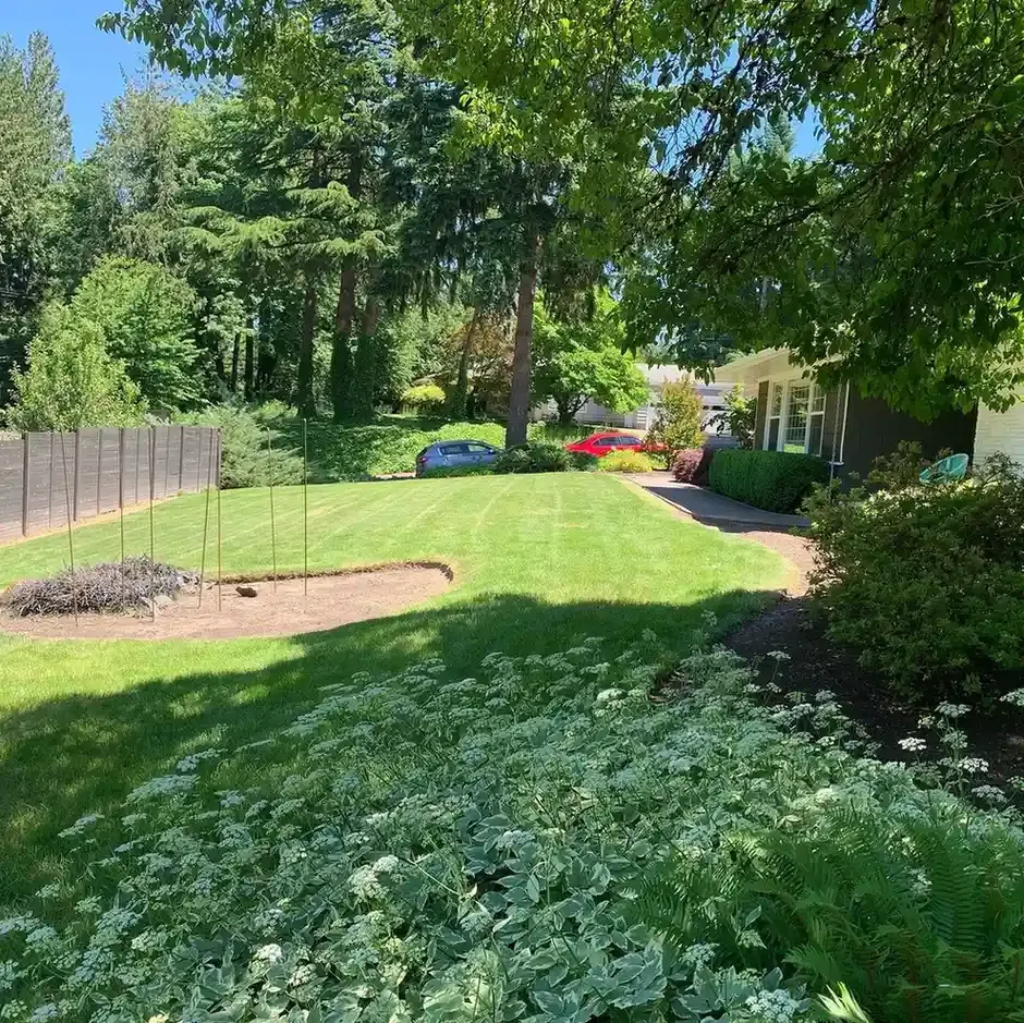 Striped residential lawn with mulched planting beds, hostas, and mature tree canopy maintained by HD Landscape in Lake Oswego