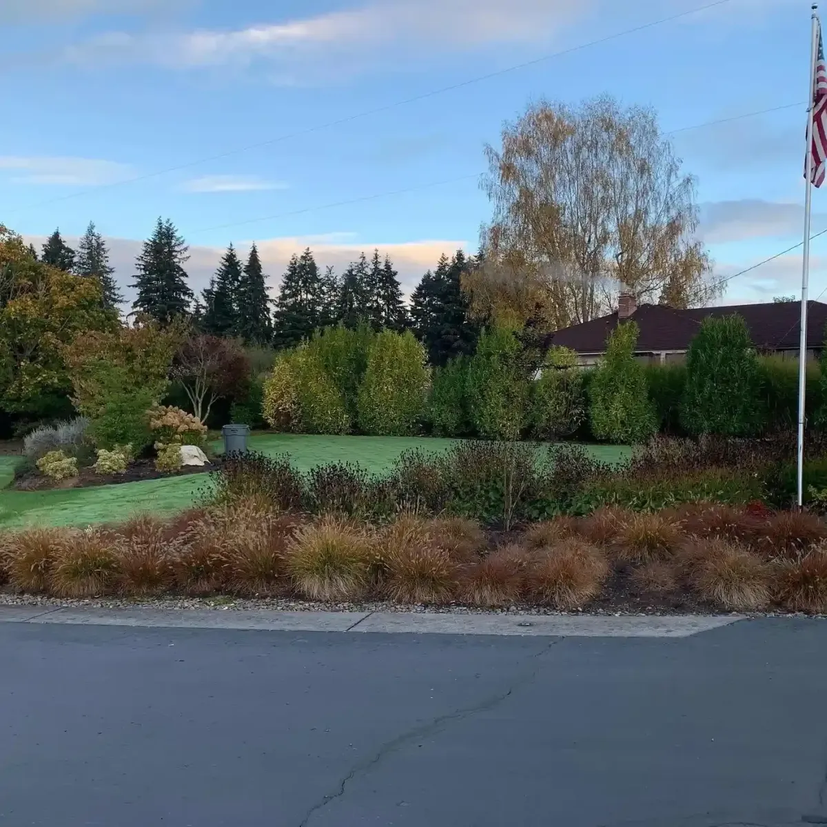 Frost-covered lawn with ornamental grass border, layered shrub hedgerow, and fall tree canopy by HD Landscape in Wilsonville
