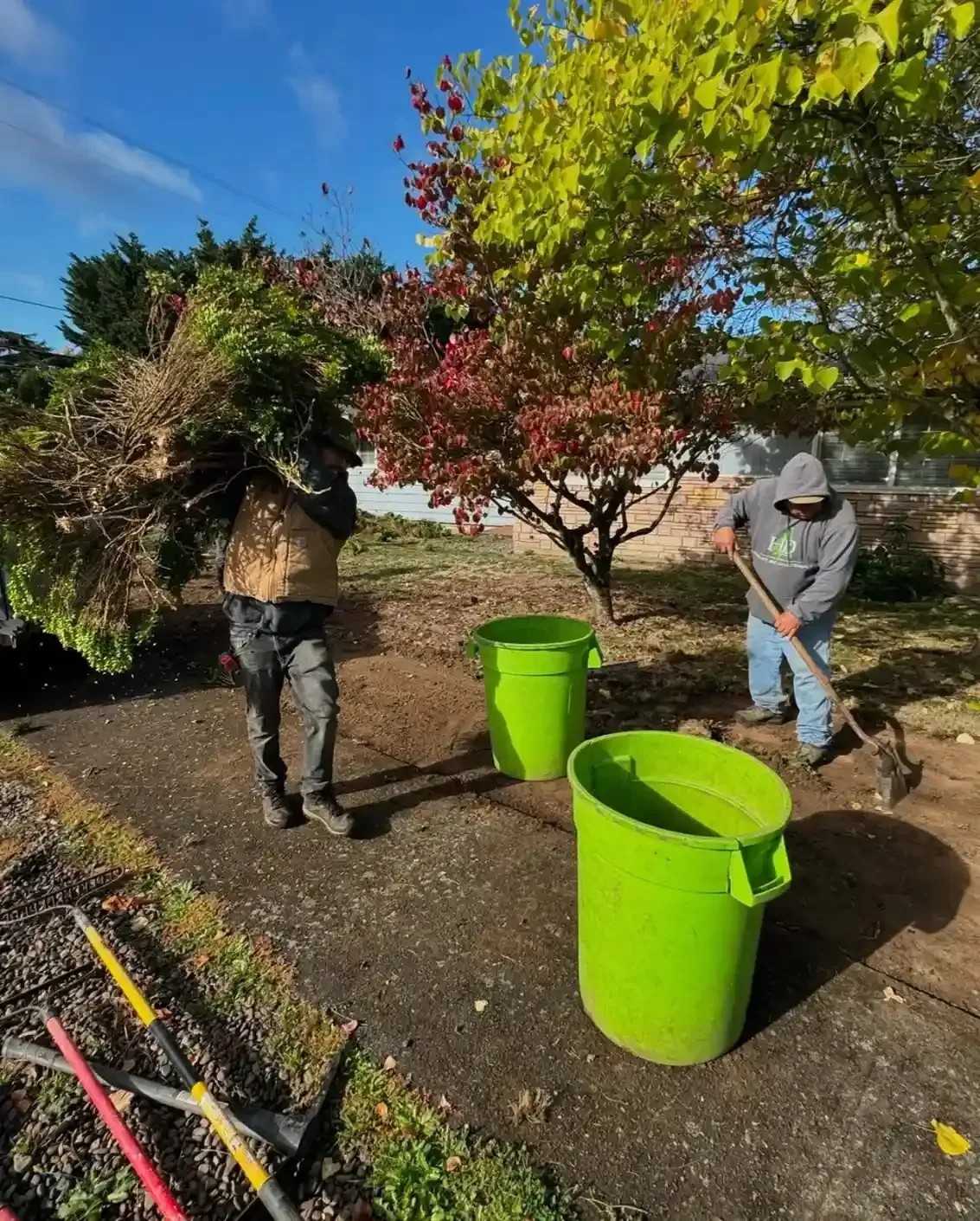 HD Landscape team hauling shrubs and debris during a yard cleanup in Beaverton