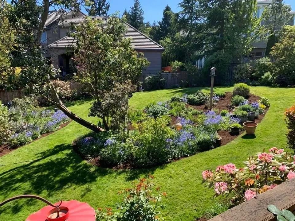 Lush backyard garden with curved flowering beds, manicured lawn, and blooming rhododendron maintained by HD Landscape in Lake Oswego