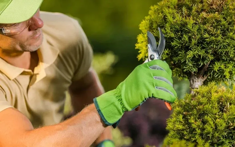 Landscaper trimming shrubs with hand pruners during garden maintenance service by HD Landscape in Beaverton