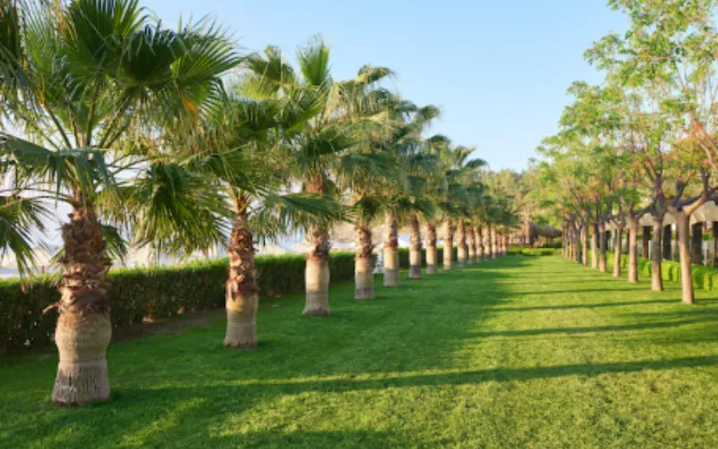 landscaping services