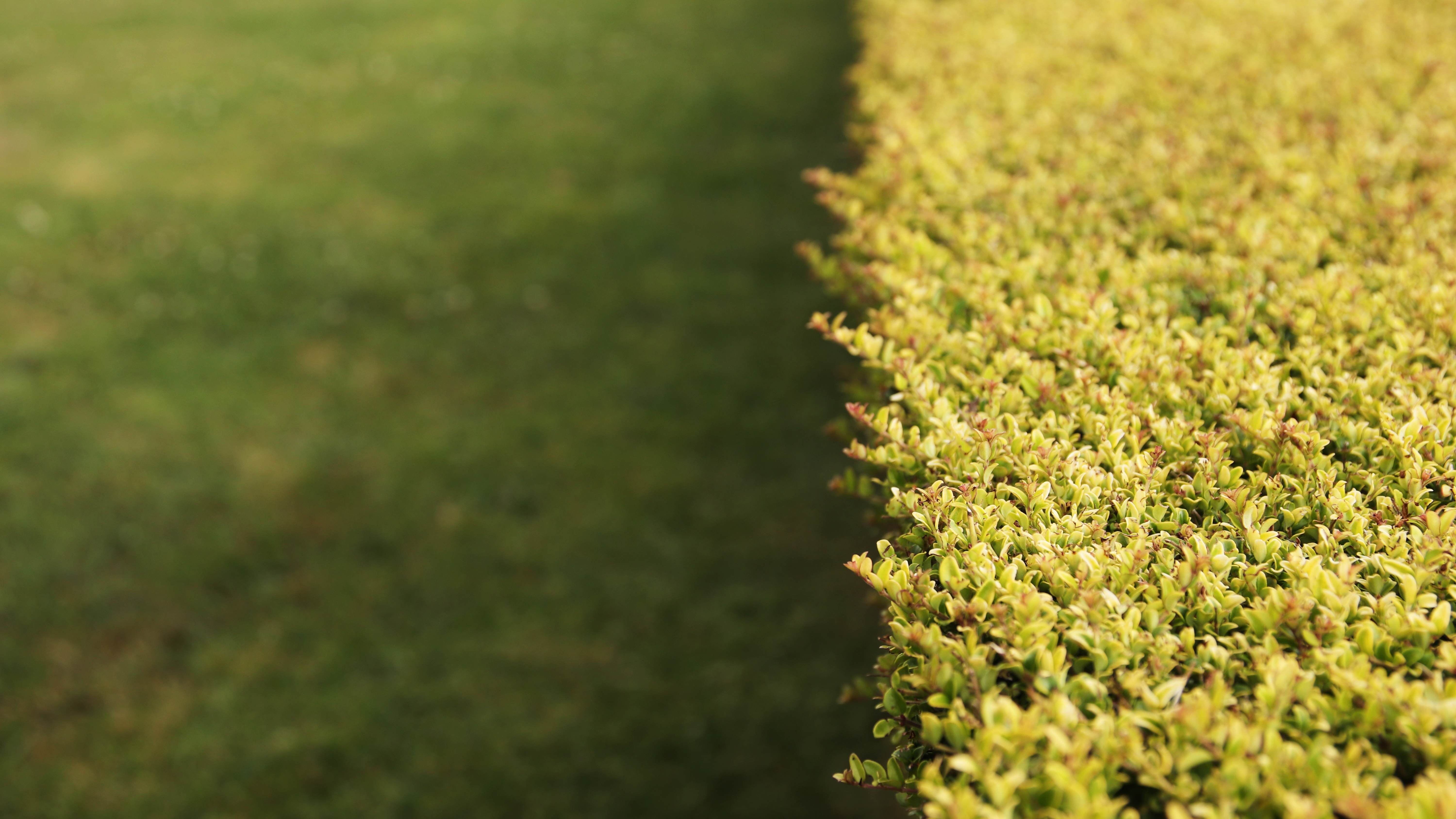Lawn Overseeding