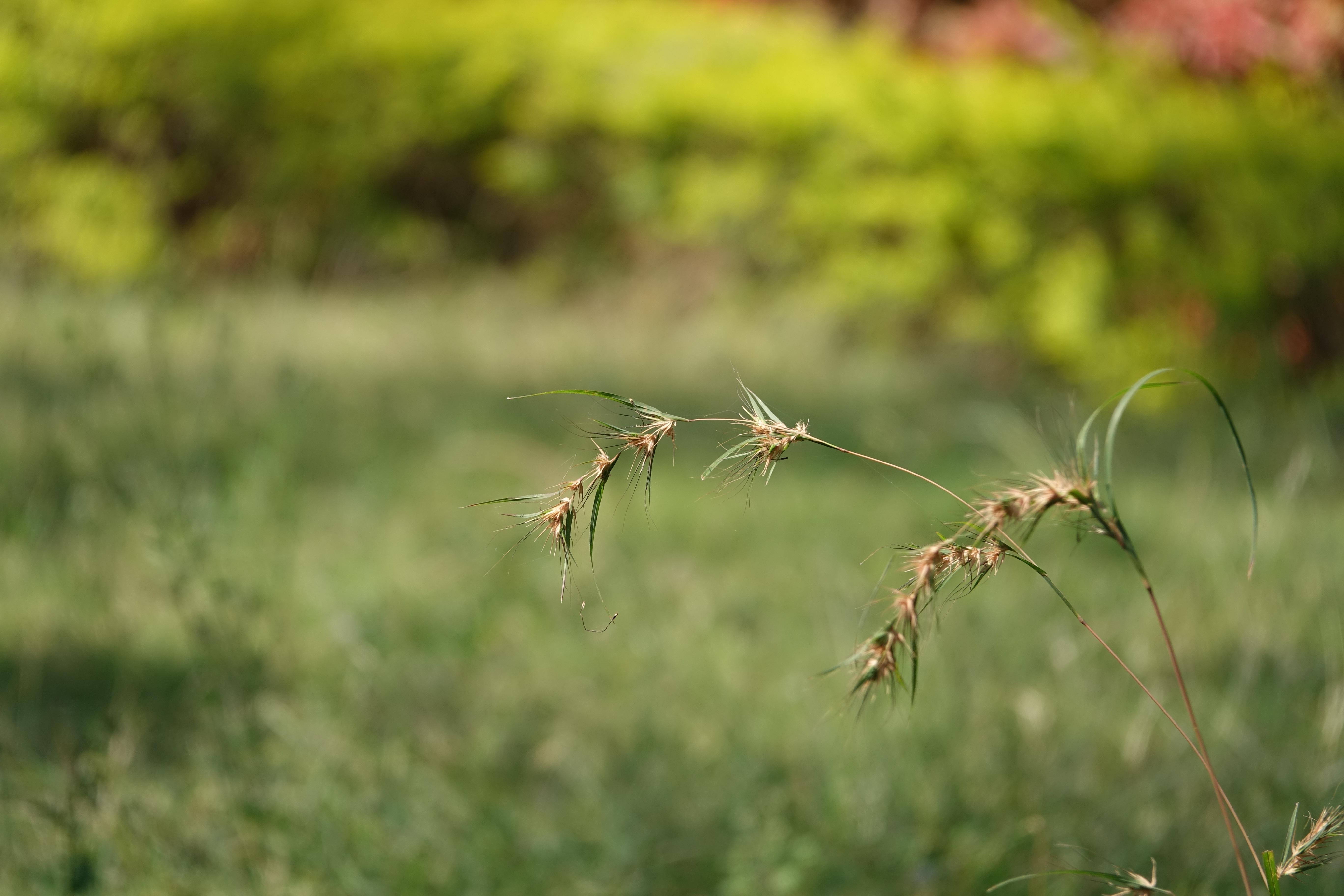Weed Control