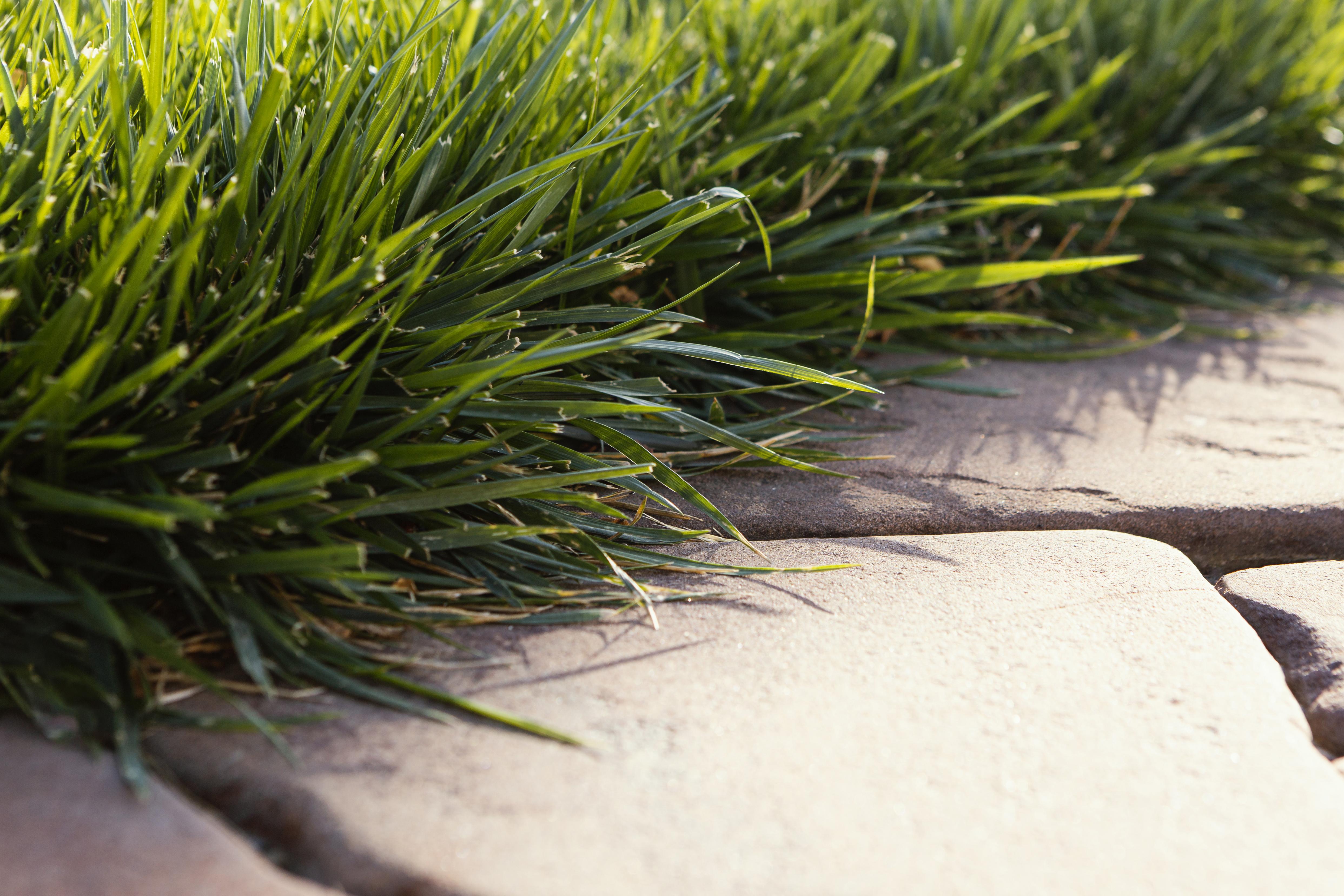 Sod Installation