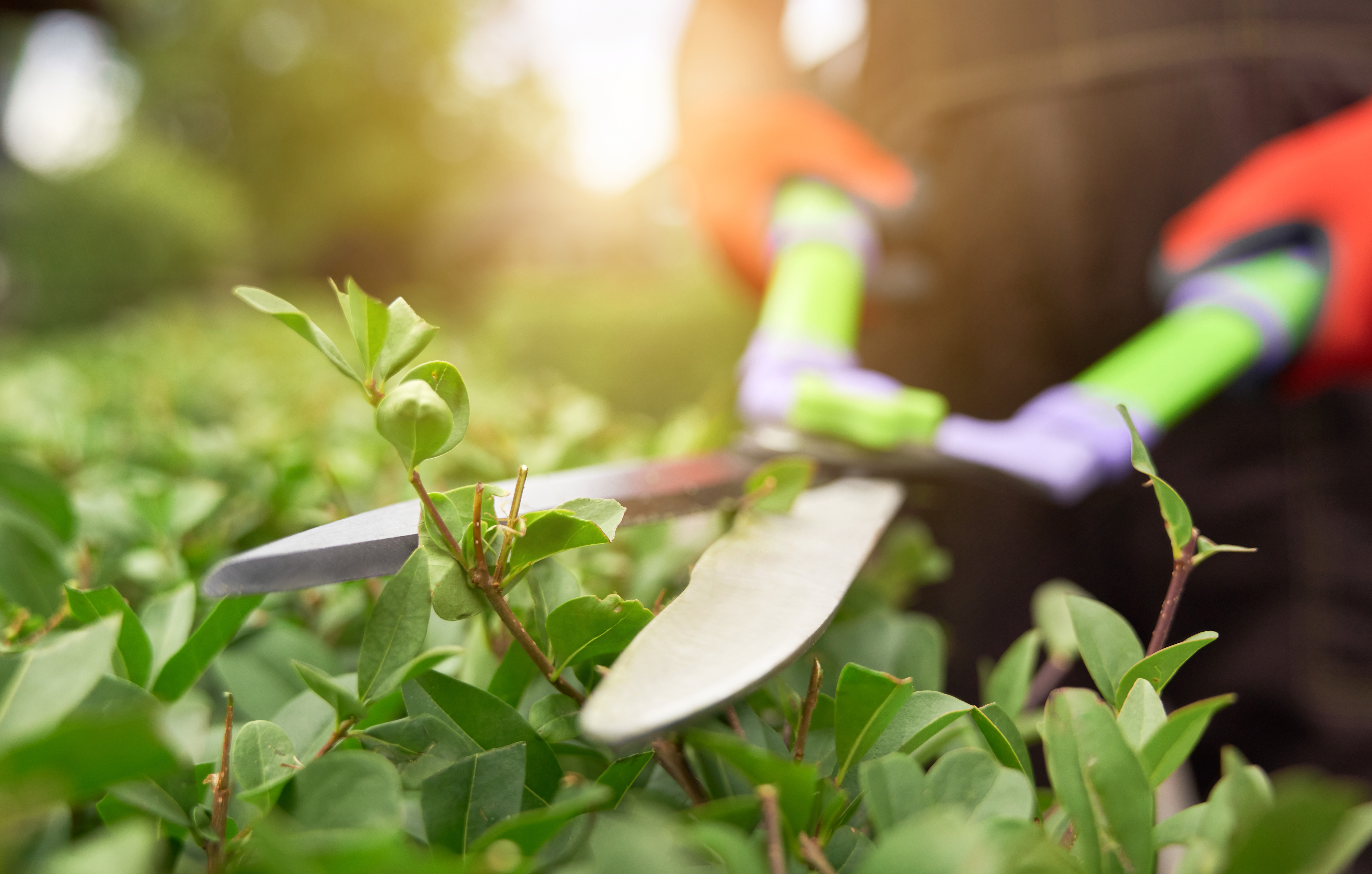Hedge Trimming