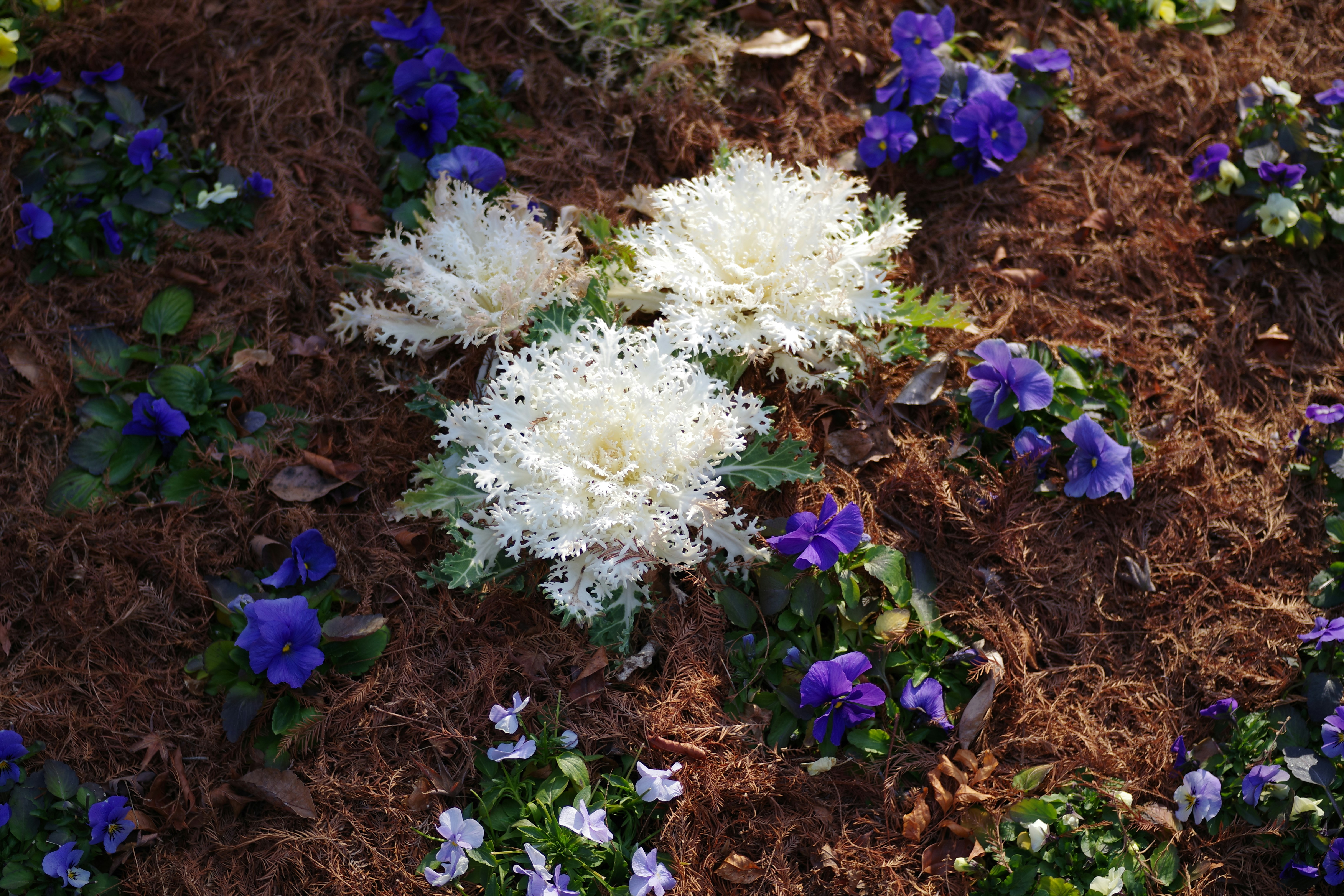 Mulch Installation
