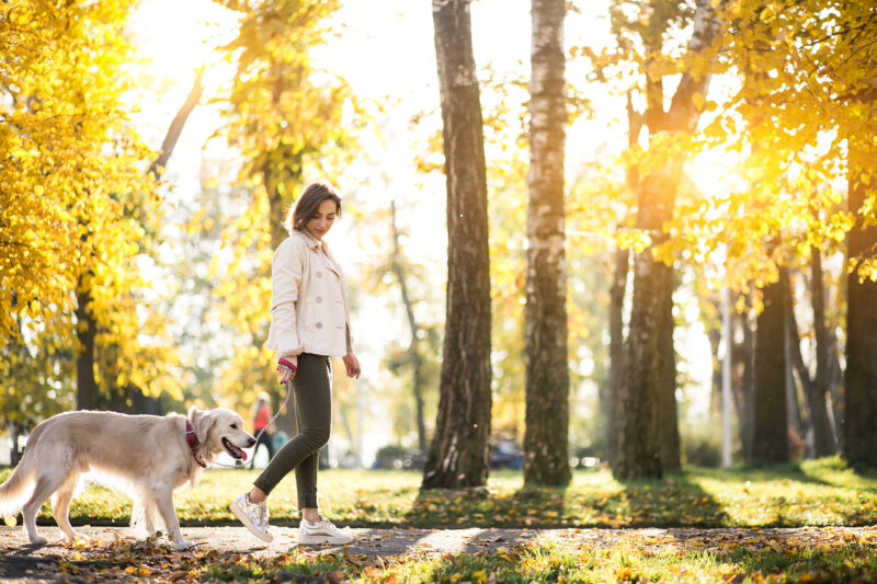 Woman walking her dog along a tree lined path in a community park in autumn