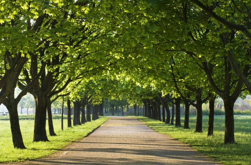 Tree Maintenance Strategies for HOAs and Commercial Properties