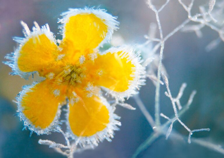 Proper Winter Care keeps landscapes beautiful and ready for spring growth.