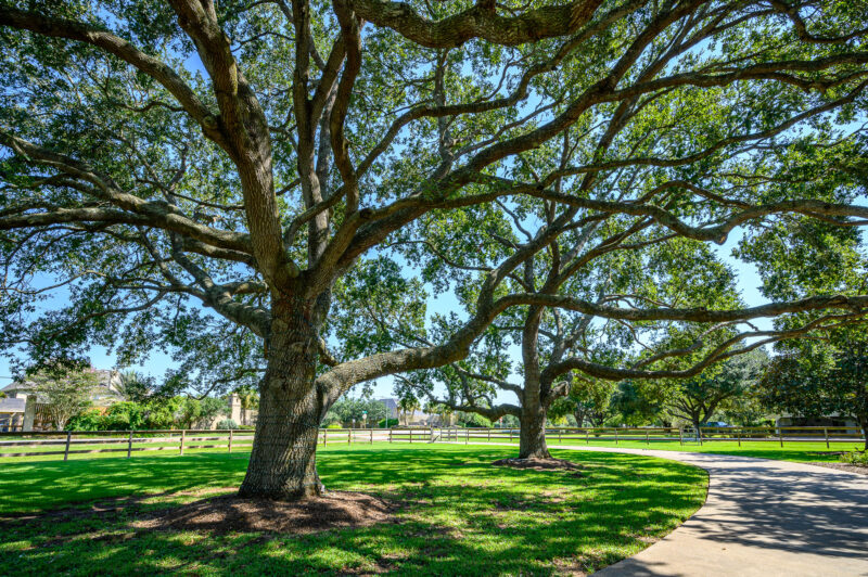 Tree Care – Are your trees cared for by certified experts?