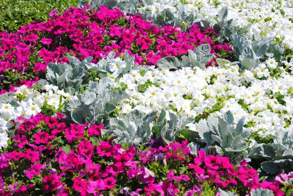 Spring is the season for beautiful blooms, rich green grass and… a makeover?