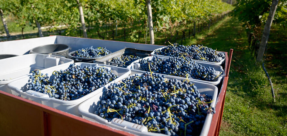 Grapes at Radevic Estate in Montenegro