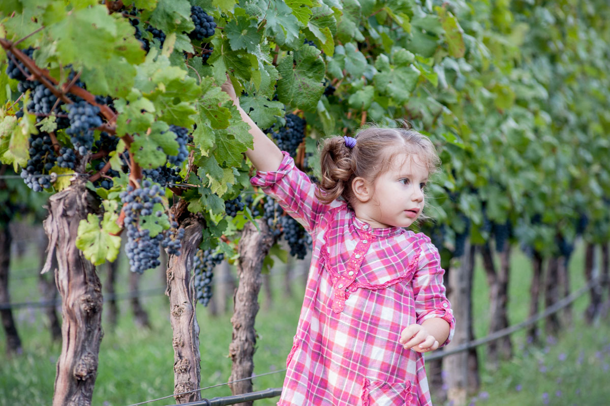 Montenegro Wine Tourism: The Complete Visitor's Guide