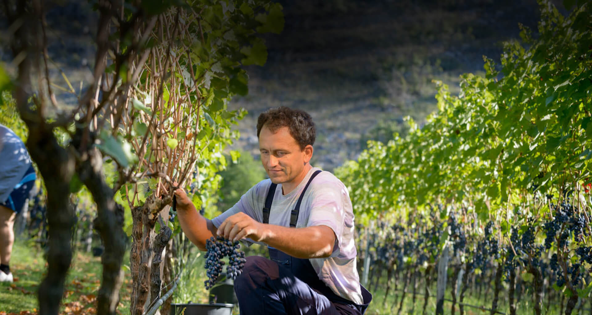 Grape Harvest at Radevic Estate in Montenegro