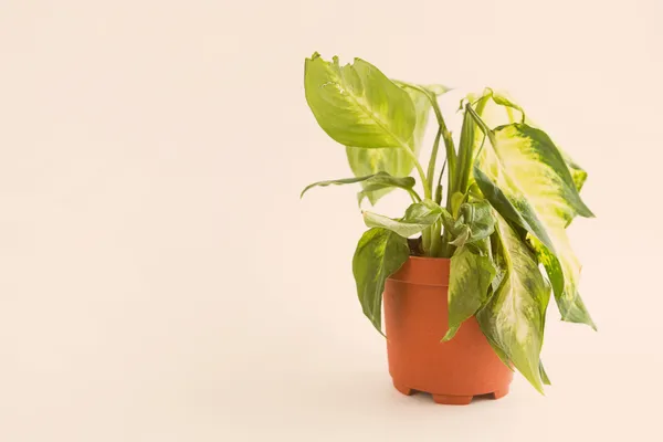 wilted plant