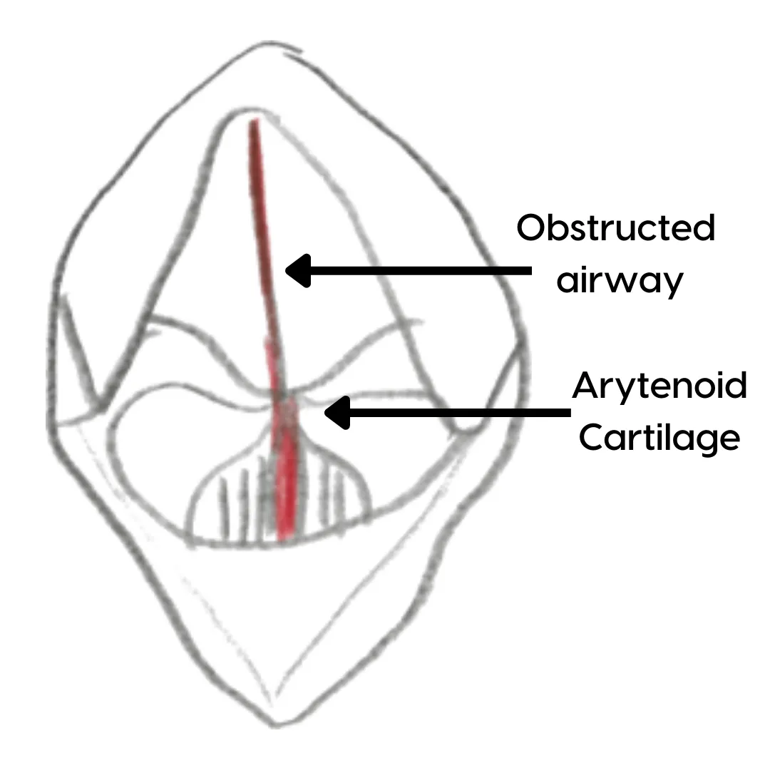 obstructed larynx dog