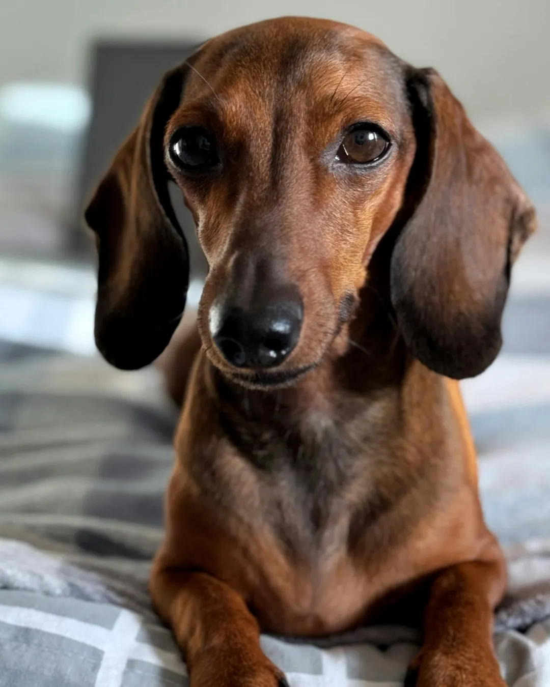 Librela dog