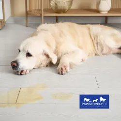 Dog incontinence