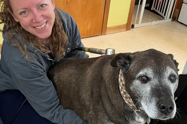 Dog receiving laser therapy.