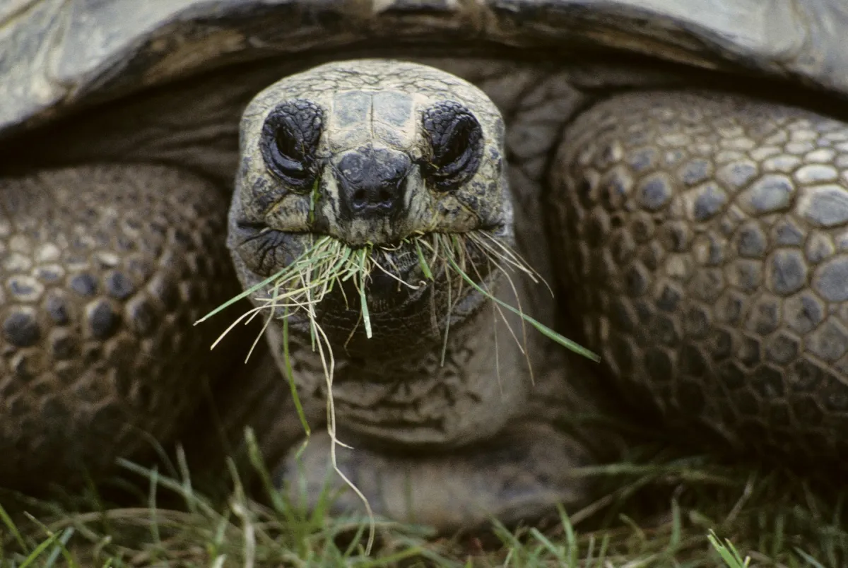 Tortoise eating
