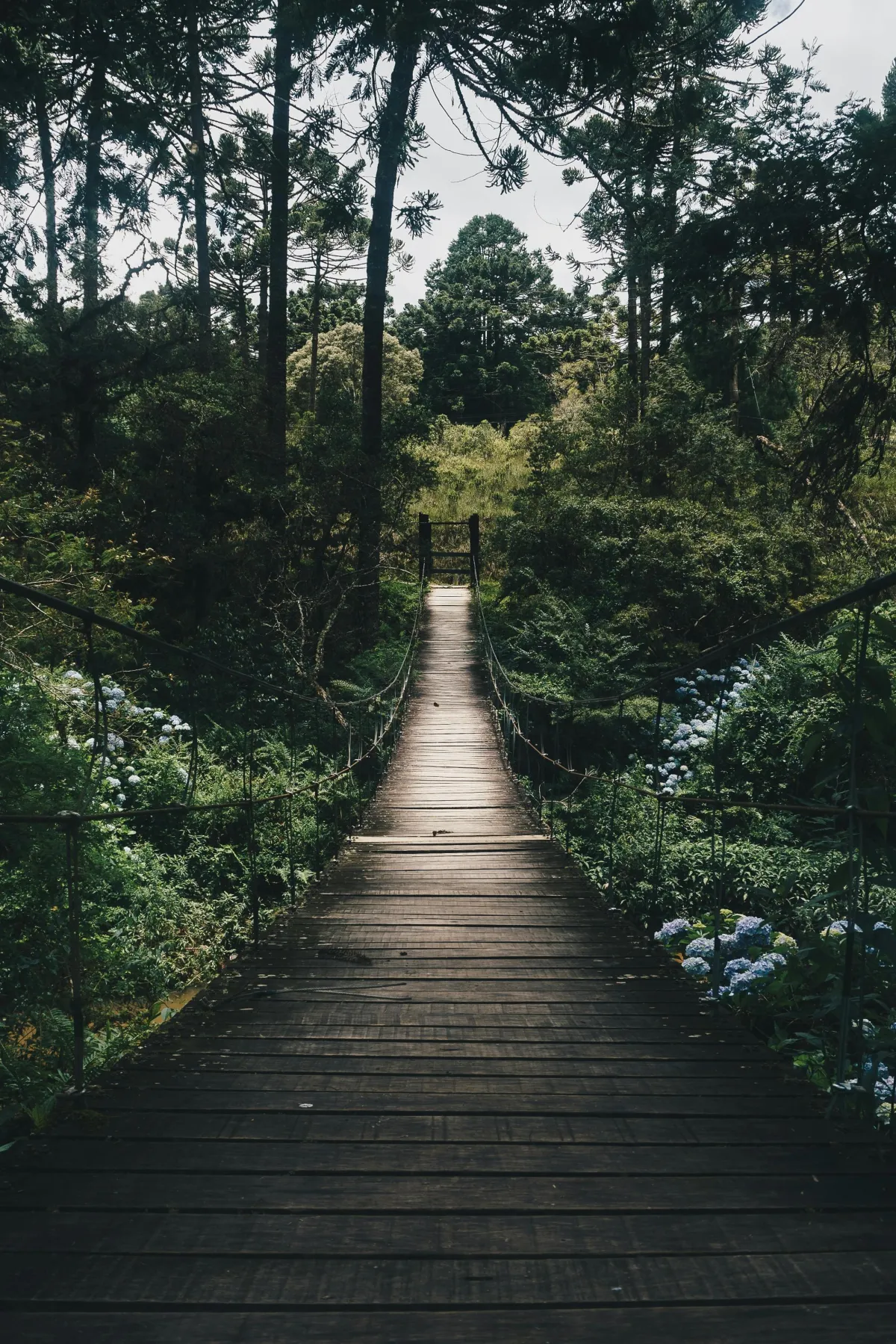 a bridge over a body of water surrounded by trees