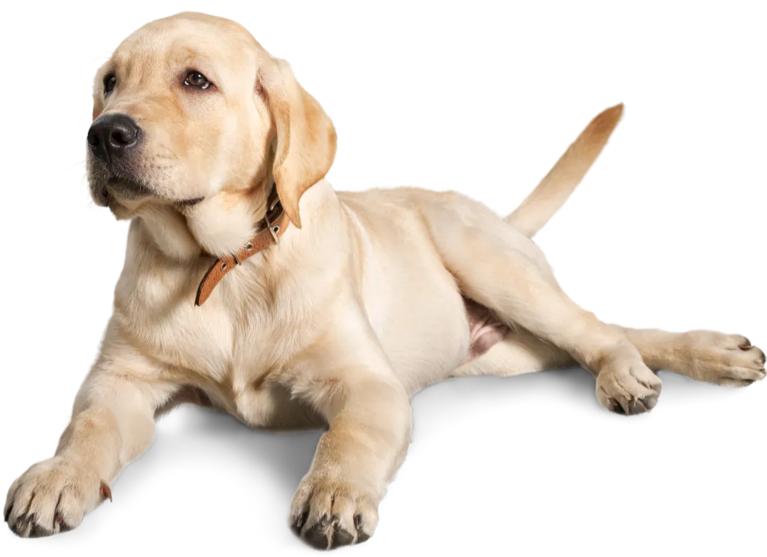 Happy Dog
