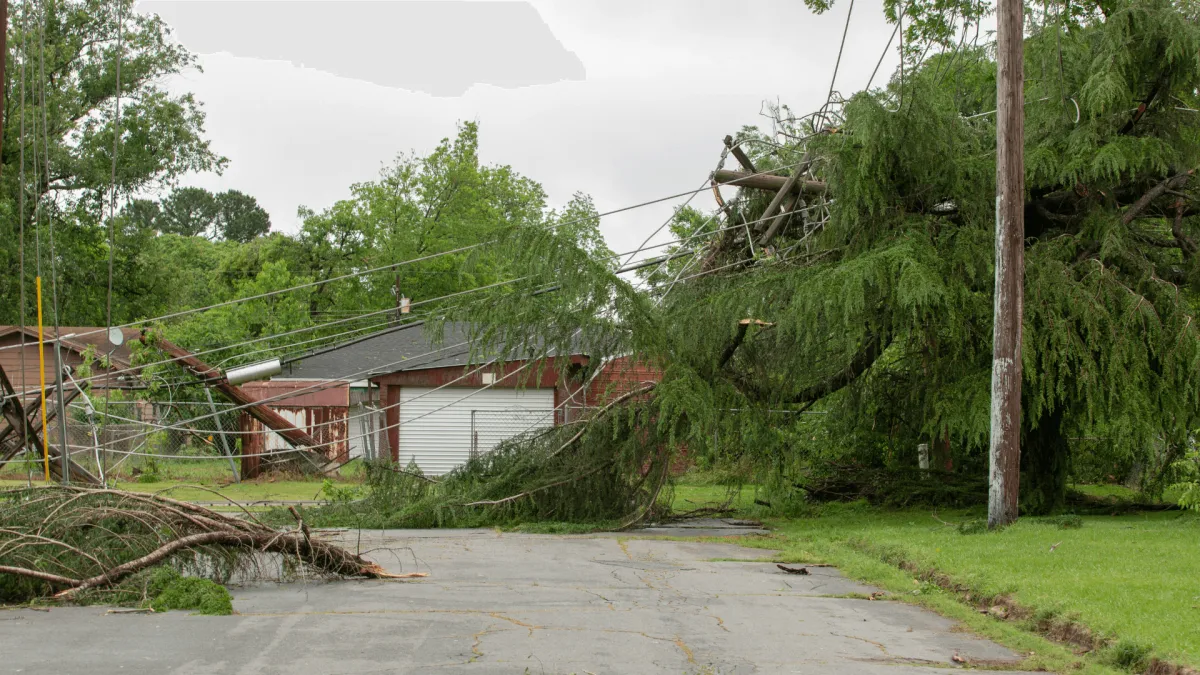 Tree Emergency